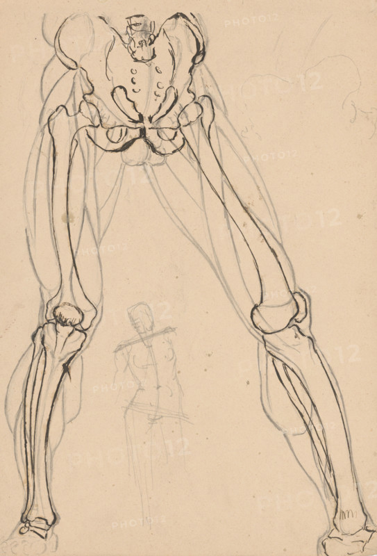 Study of the skeleton and muscles of the legs, 1880-1904.