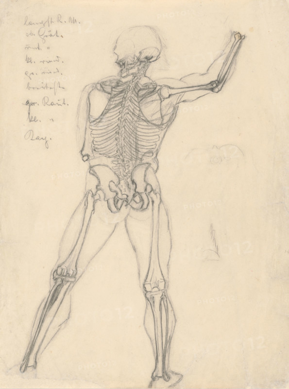 Study of a skeleton, 1880-1904.