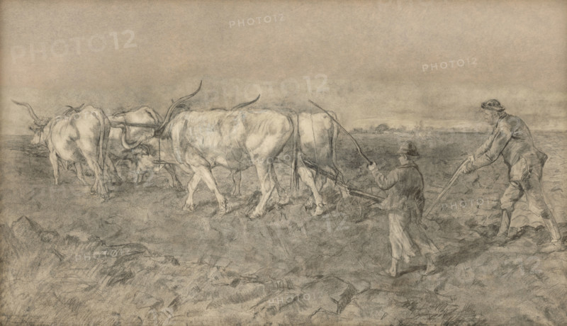 Ox team, 1875-1877.
