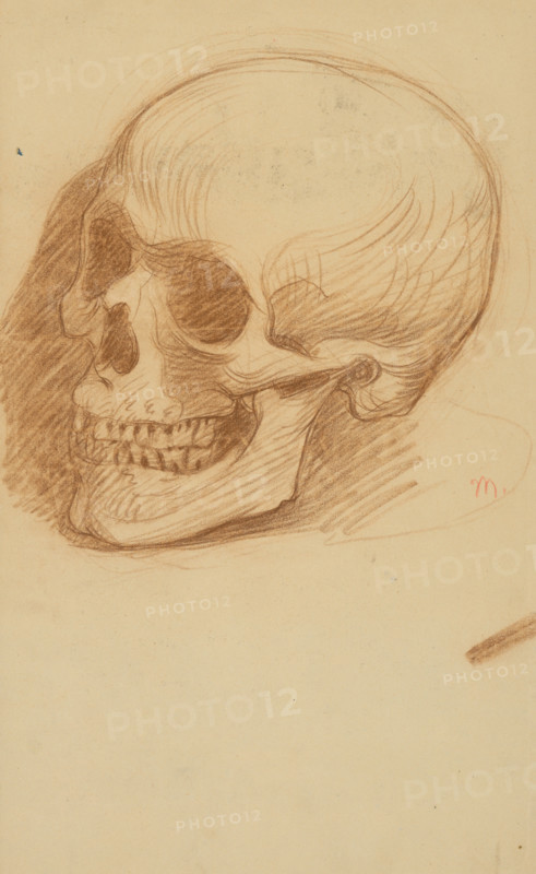 Study of a skull, 1895-1900.