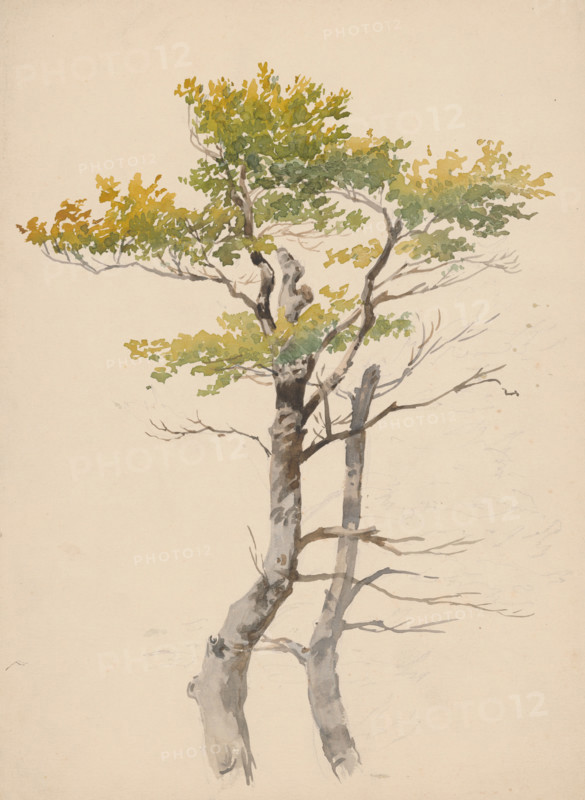 Study of a deciduous tree, around 1881.