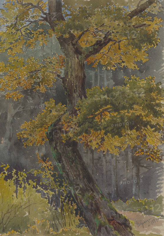 Study of a deciduous tree. Motif from St. George, 1881.