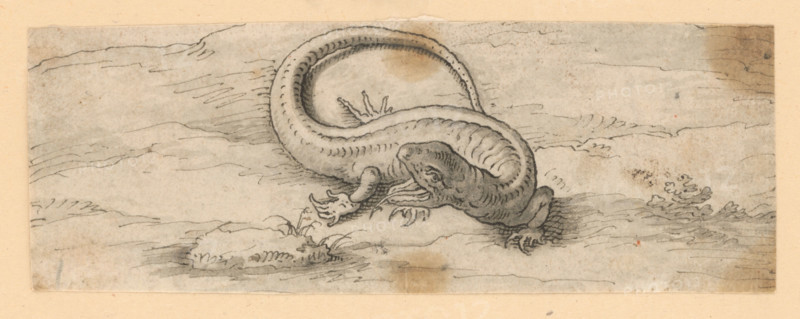 Lizard, 1601/1700.   Additional Info: Drawings with animal motifs - 5 drawings.