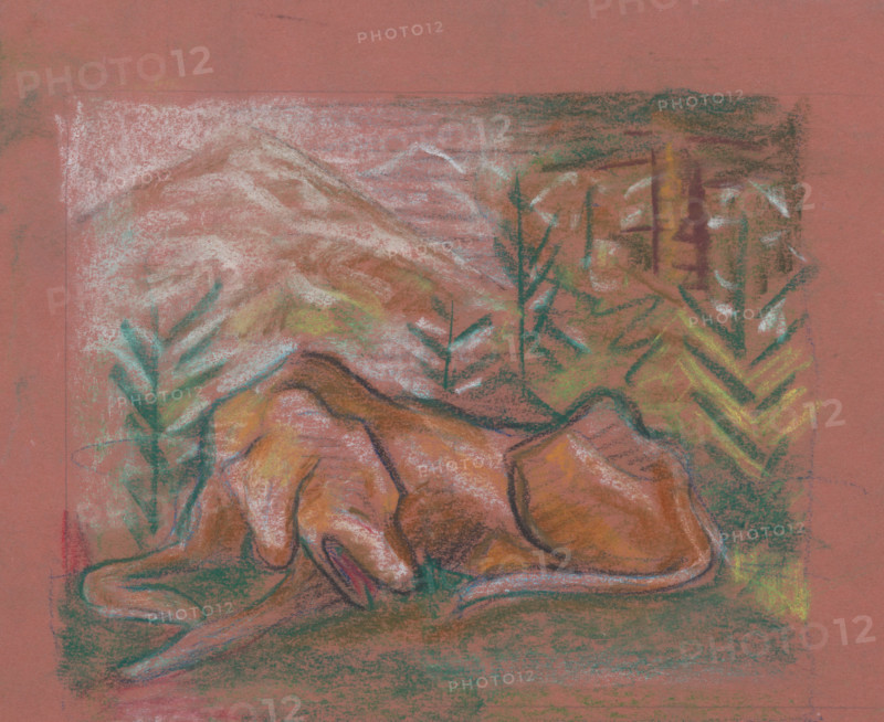 Dog in the forest, around 1937.