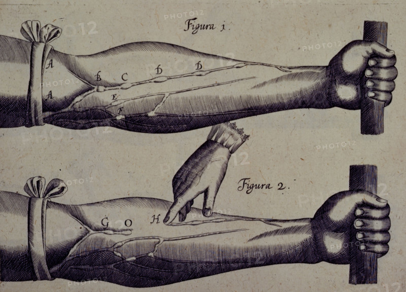 Two arms, and a finger pointing towards a vein, 1628. Creator: Unknown.