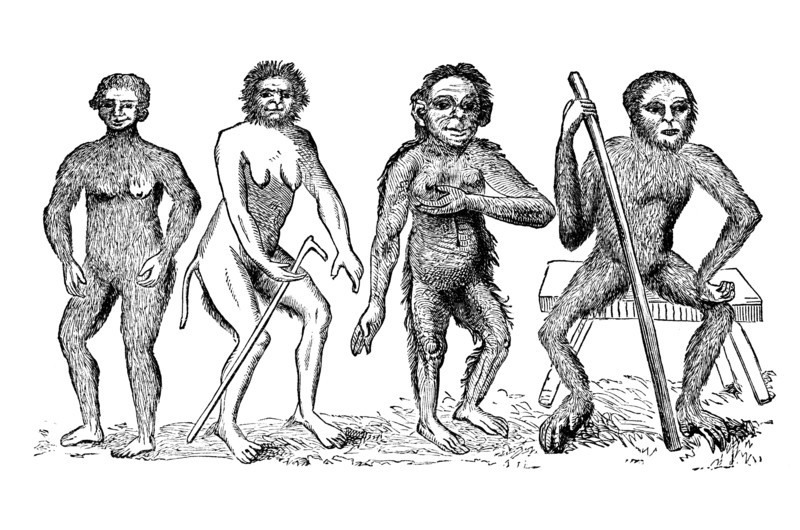 The Anthropomorpha of Linnaeus, c1760, (1863). Creator: Unknown.