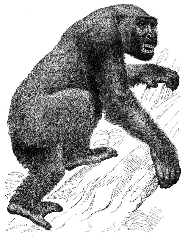 The Gorilla, 19th century? Creator: Unknown.