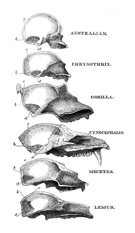 Australian, Chrysothrix, Gorilla, Cynocephalus, Mycetes, Lemur, 1863. Creator: Unknown.