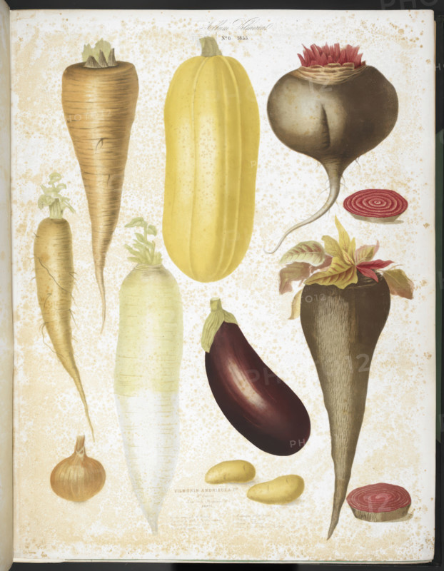 A selection of vegetables, including aubergine, onion, carrot, and potato, 1850.  Creators: Elisa Champin, Mlle Coutance.