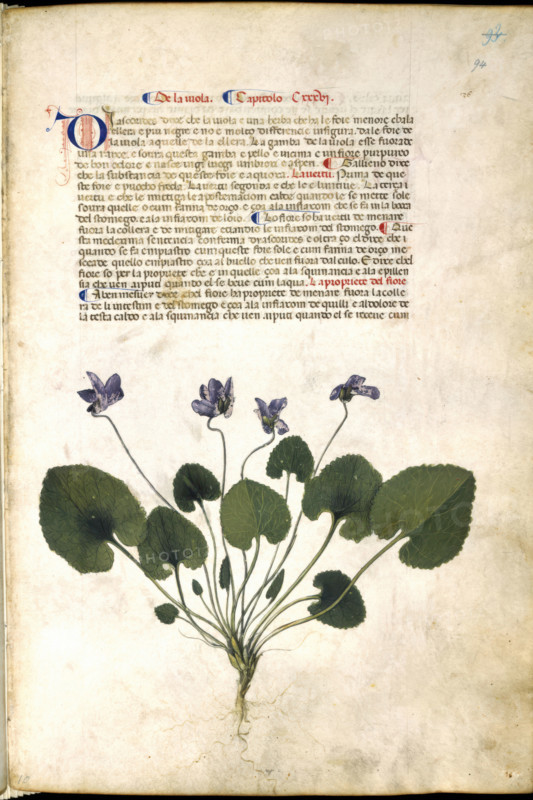 Violet plant, c1400 .  Creator: Unknown.