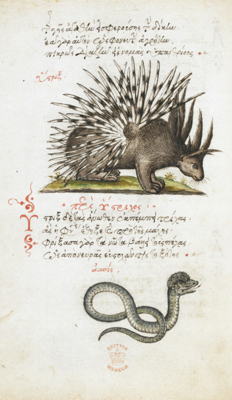 Pen and ink drawings of a porcupine and a snake, with colour wash, 1550s-1600. Creator: Daughter of Angelo Vergetio.