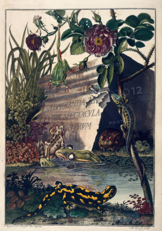 Pond Life, 1758.  Creator: August Johann Rosel Von Rosenhof.