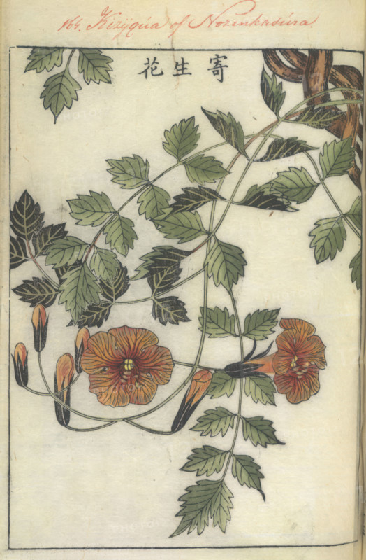 Trumpet flower, 1750-1765.   Creator: Shimada Mitsufusa.