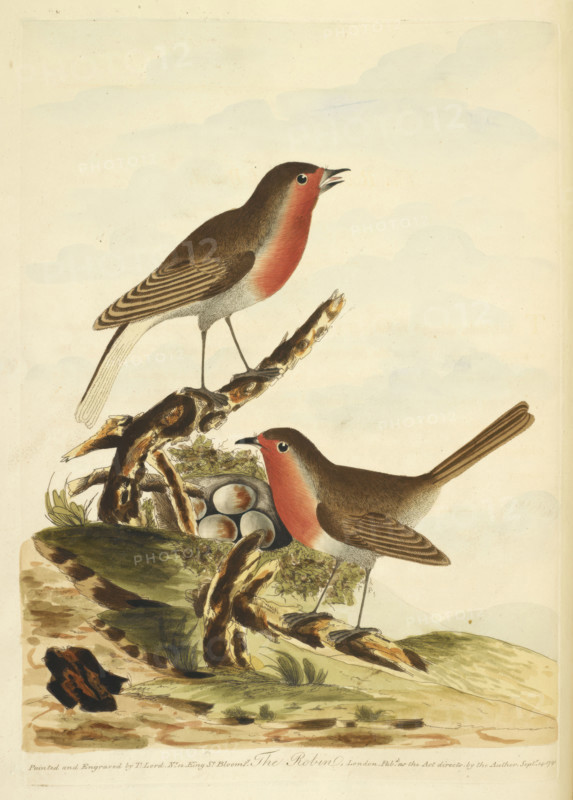 Two Robins with their nest, full of eggs, 1791.  Creator: Unknown.