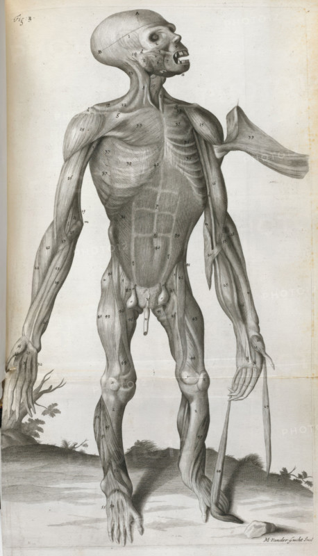 An anatomical drawing, 1699.  Creator: Michael Vandergucht.