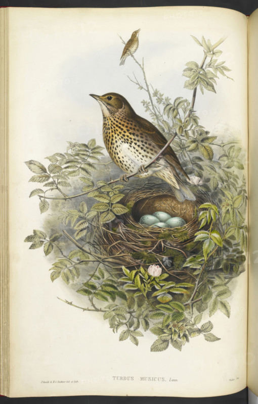 A thrush, sitting above its nest, containing eggs, 1873.  Creator: Henry Constantine Richter.