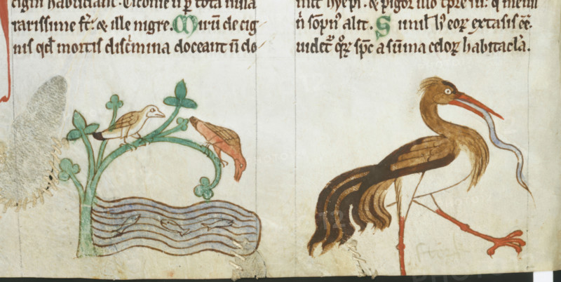 Birds found in Ireland, c1220. Creator: Unknown.