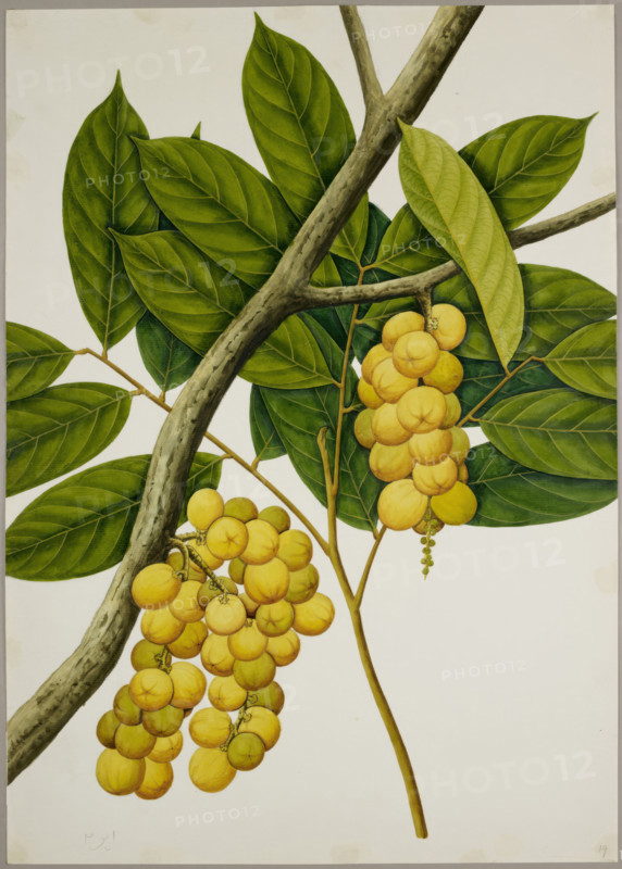 Lansium domesticum, c1824.  Creator: Unknown.