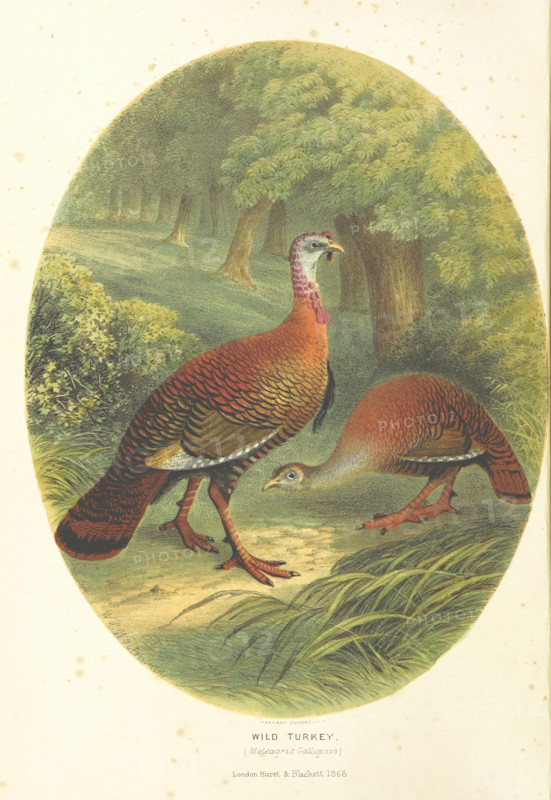 Wild Turkey, (Meleagris Gallopavo), 1866.  Creator: M & N Hanhart.