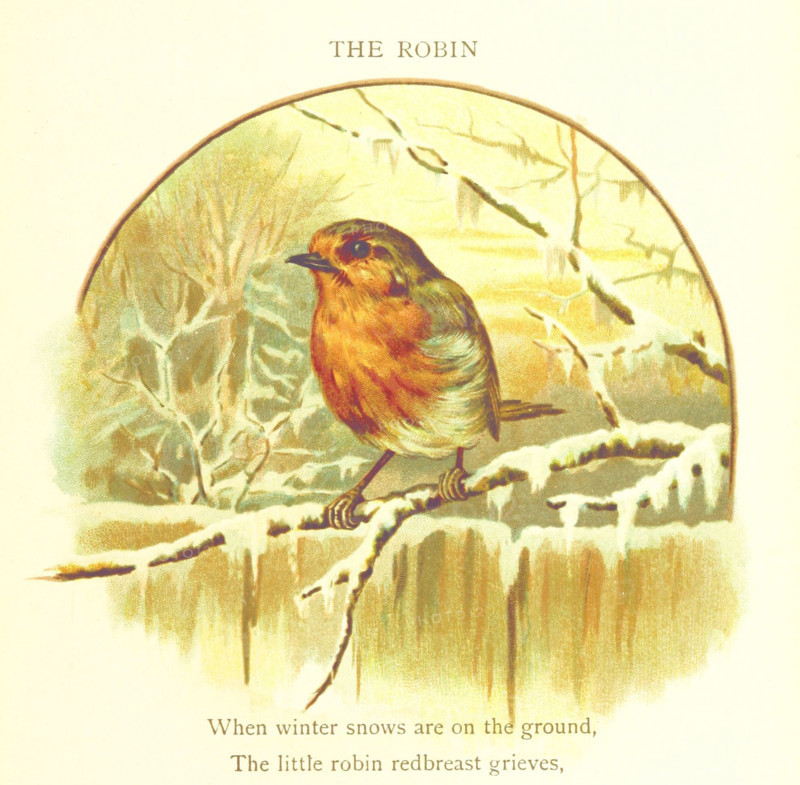 The Robin, 1893. Creator: Jessie Hall.