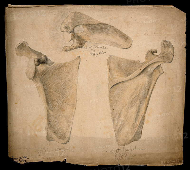 The right scapula: three figures, 1853. Creator: J.C. Whishaw.
