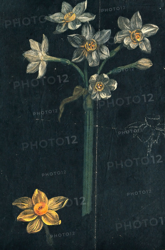 Daffodil (Narcissus species): flowering stem with separate flower. Creator: Unknown.