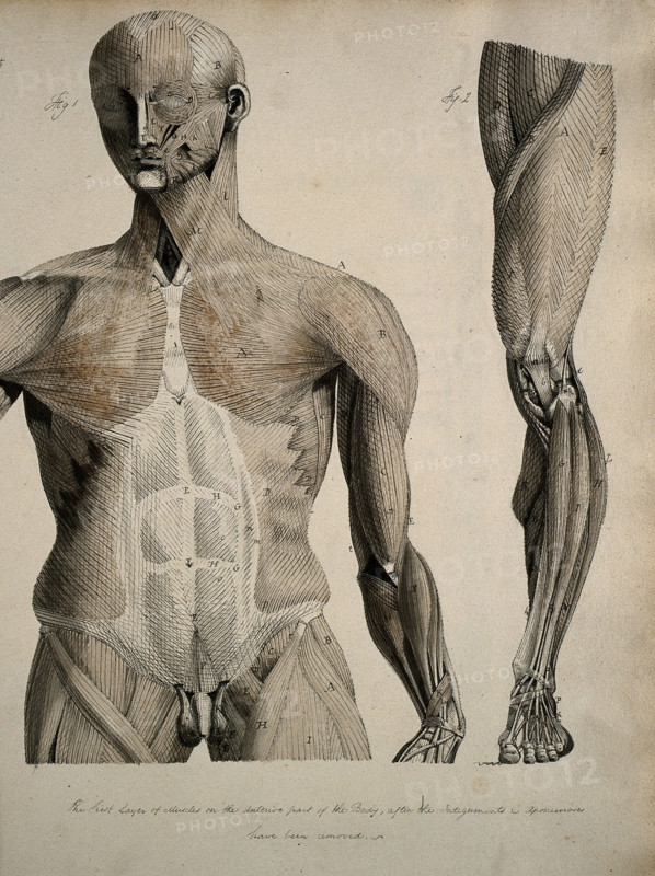 Left, muscles of the head and trunk (front view); right, muscles of the..., between 1800 and 1899. Creator: Unknown.