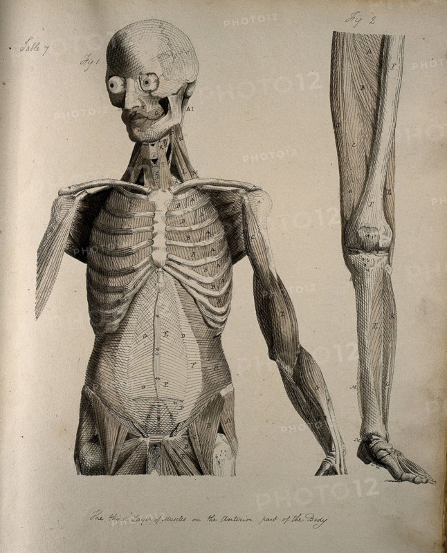 Left, muscles of the head and trunk (front view); right, muscles of the..., between 1800 and 1899. Creator: Unknown.
