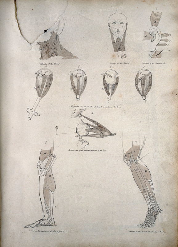 Muscles of the neck, ear, eye, and lower limb: ten figures, between 1800 and 1899. Creator: Unknown.