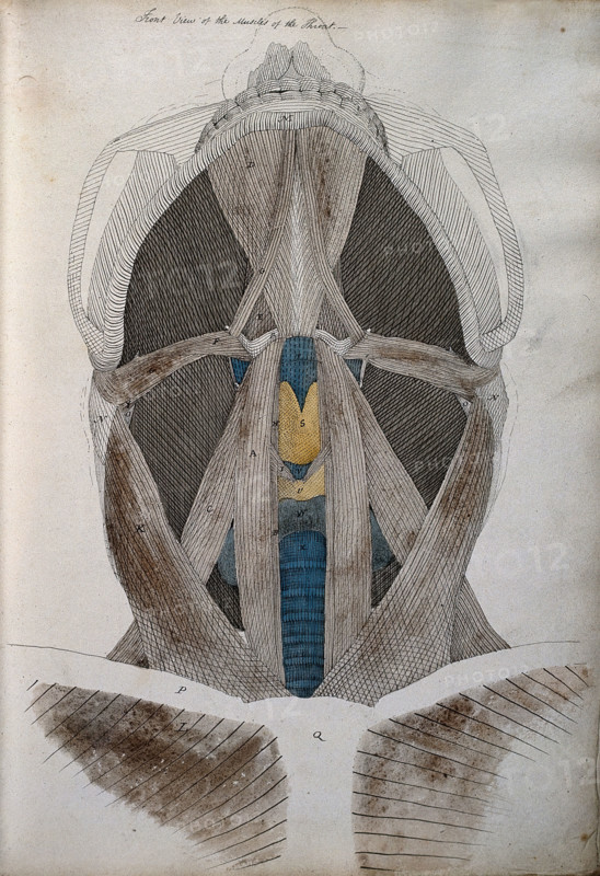 Muscles of the neck: front view from below, between 1800 and 1899. Creator: Unknown.
