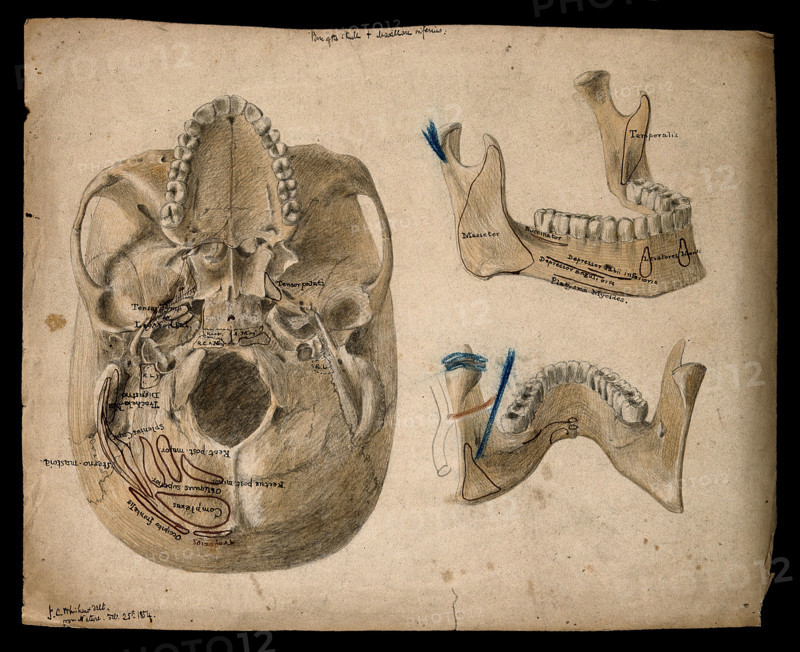 Base of the skull, with details showing the lower jaw, 1854/02/25. Creator: J.C. Whishaw.