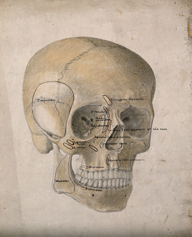 Human skull: three-quarter view, 1854. Creator: J.C. Whishaw.
