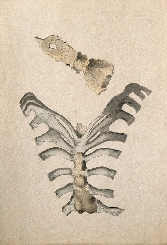 Ribs and sternum: two figures, 1830-1835. Creator: Unknown.