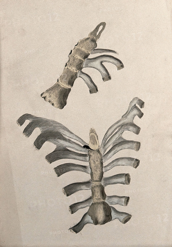 Ribs and sternum: two figures, 1830-1835. Creator: Unknown.