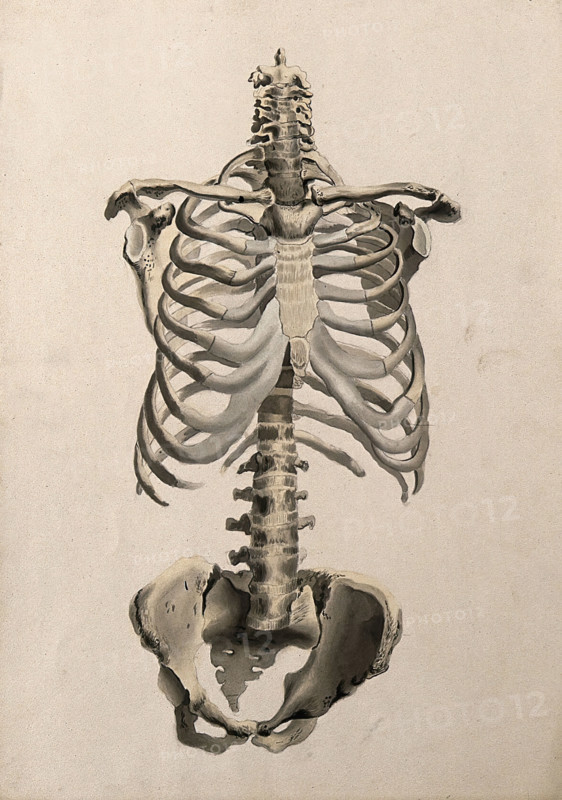 Bones of the torso: front view, 1830-1835. Creator: Unknown.