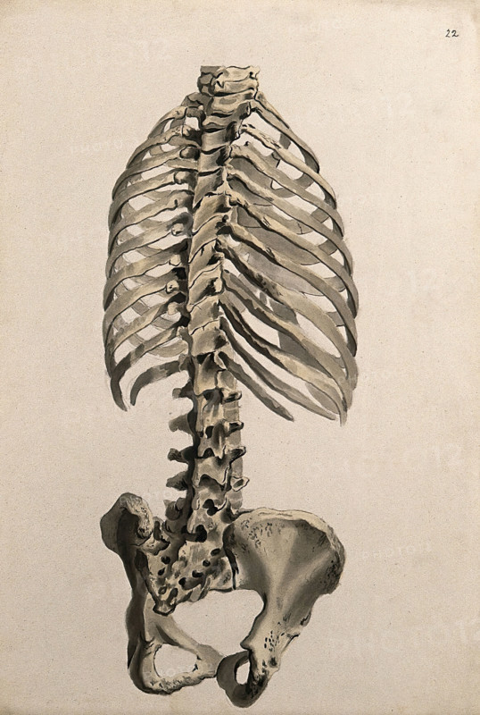 Bones of the trunk: back view, 1830-1835. Creator: Unknown.