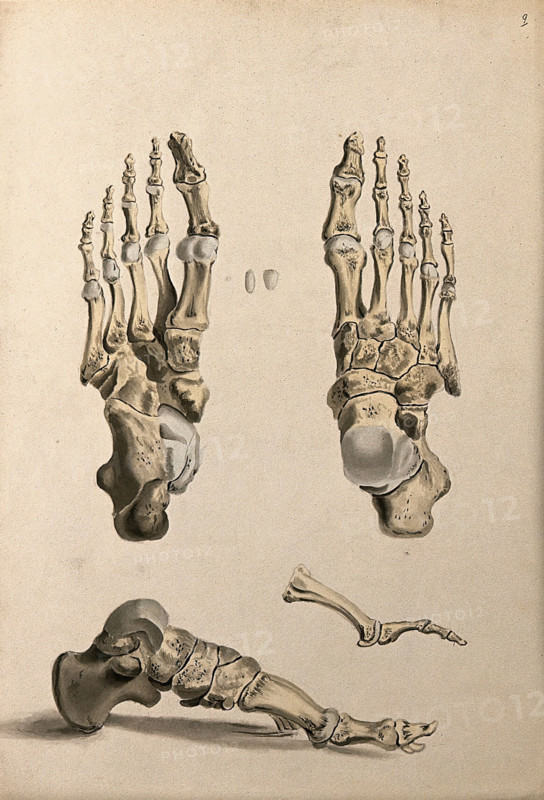 Bones of the foot, 1830-1835. Creator: Unknown.