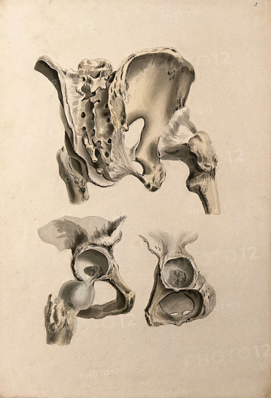 Ligaments of hip-bone and femur (thigh-bone), 1830-1835. Creator: Unknown.