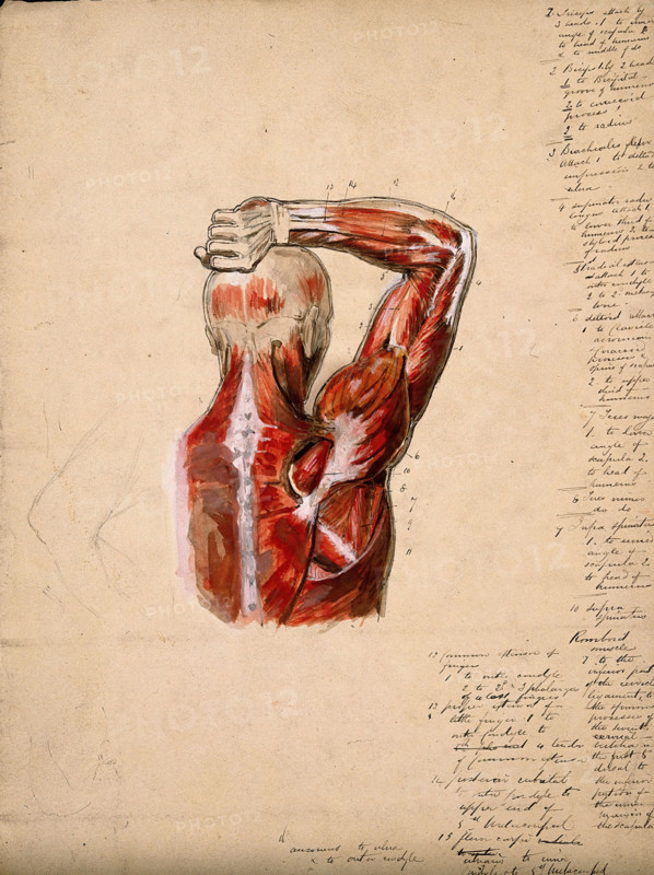 Muscles of the arm, shoulder and chest, back view: male écorché figure holding right..., 1800-1899. Creator: Unknown.