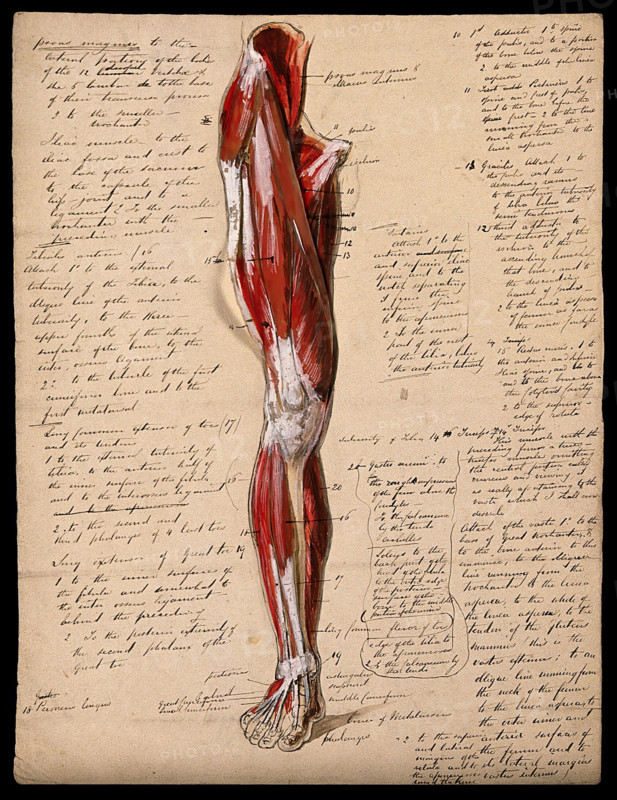 Muscles of the leg and foot: front view, 1800-1899. Creator: Unknown.