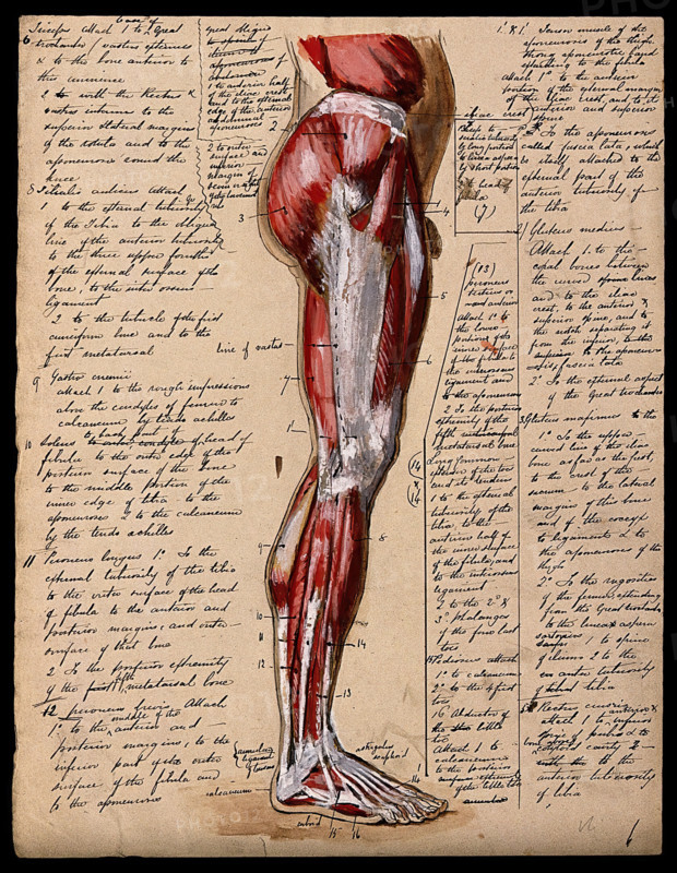 Muscles of the leg and foot: side view, 1800-1899. Creator: Unknown.