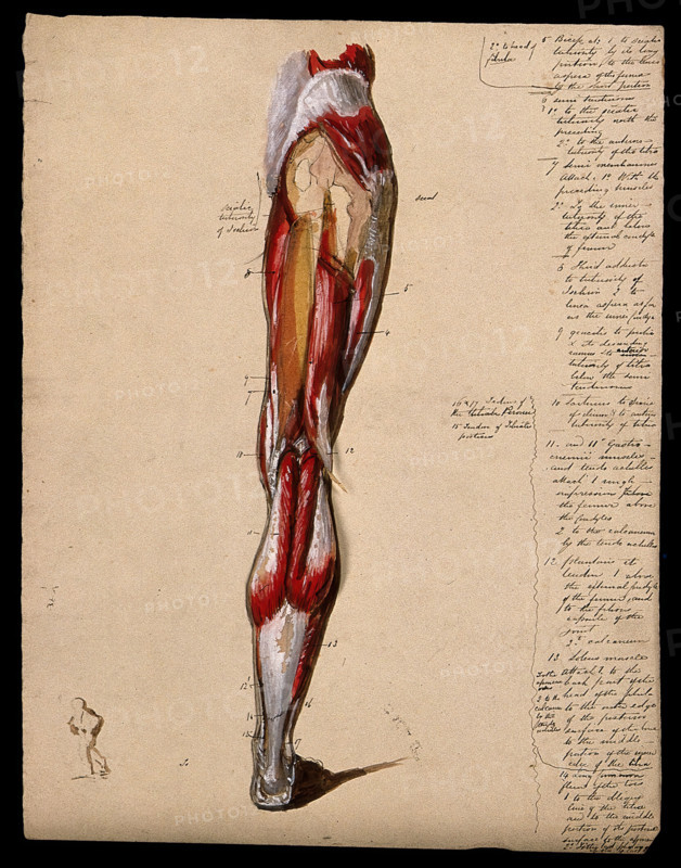 Muscles of the leg and foot: back view, with thumbnail ink sketch of walking figure, 1800-1899. Creator: Unknown.
