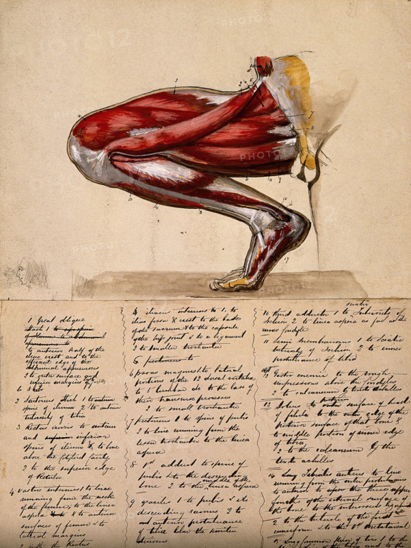 Muscles of the leg and foot: medial side view, with knee bent and foot flexed, 1800-1899. Creator: Unknown.