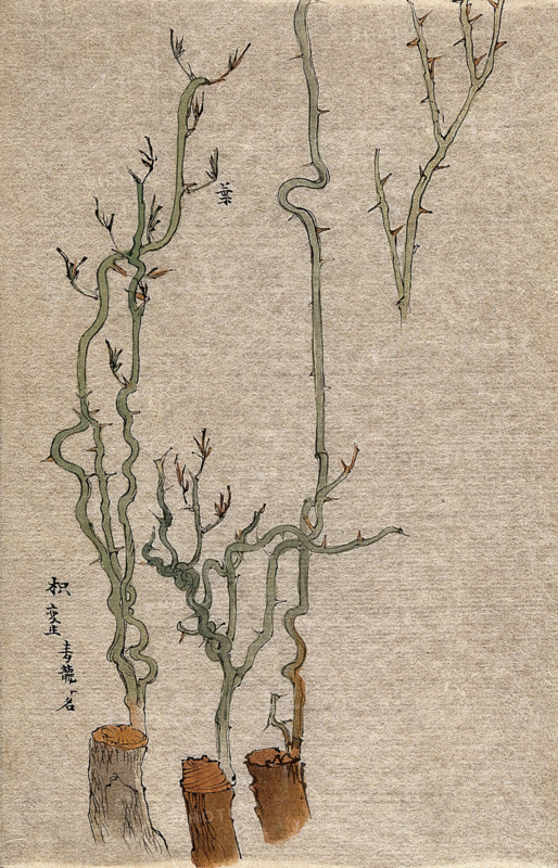 A thorny stem of Poncirus grafted to a woody stock. Creator: Unknown.