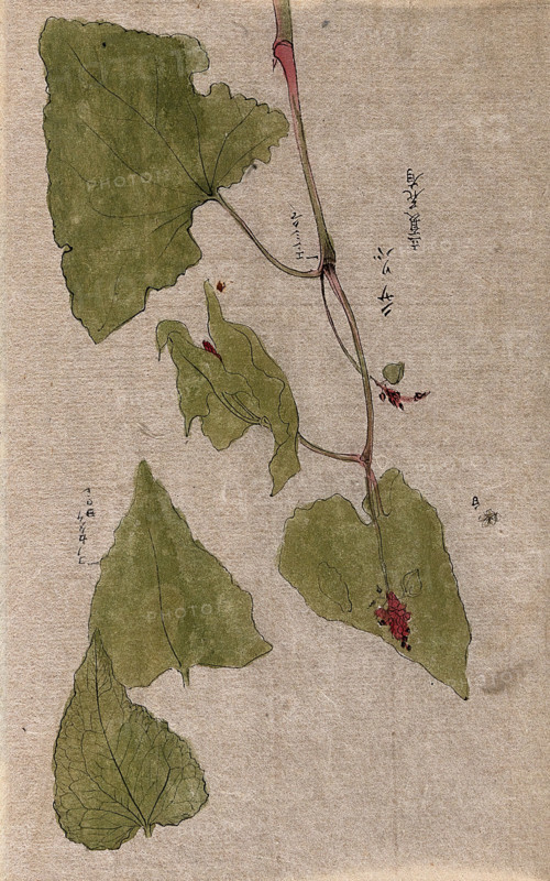 A flowering stem and separate floral segments. Creator: Unknown.