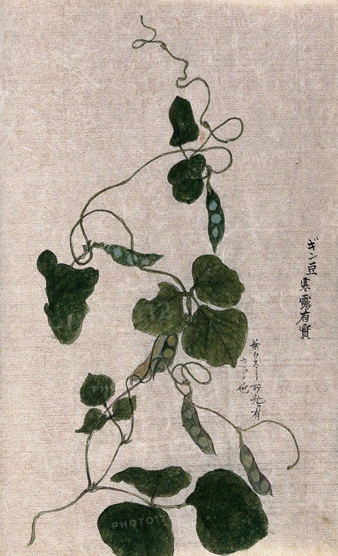 A climbing plant, possibly in the Cucurbitaceae family: flowering stem. Creator: Unknown.