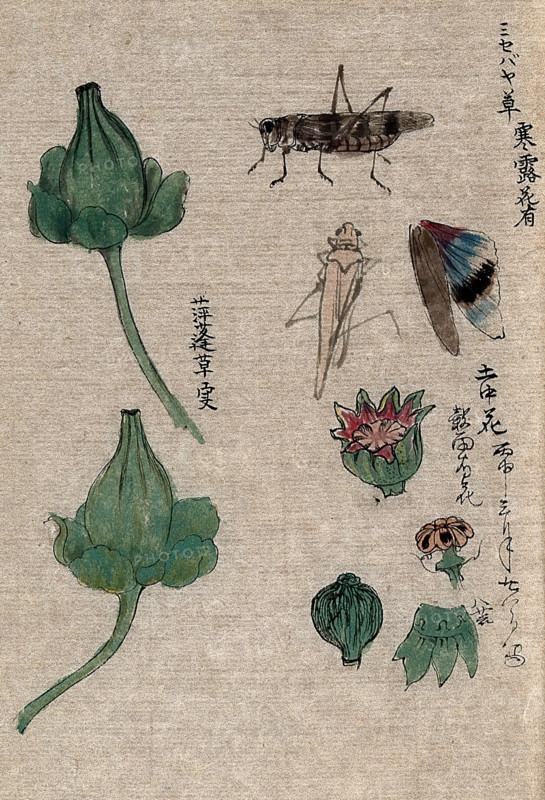 Fruit and floral segments of a plant of the Papaveraceae family and a grasshopper. Creator: Unknown.