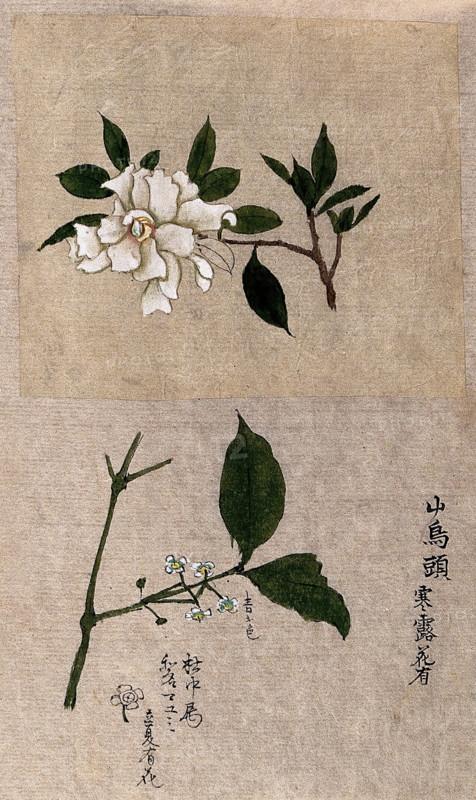 Two plants, one possibly tea (Camellia species): flowering stems. Creator: Unknown.