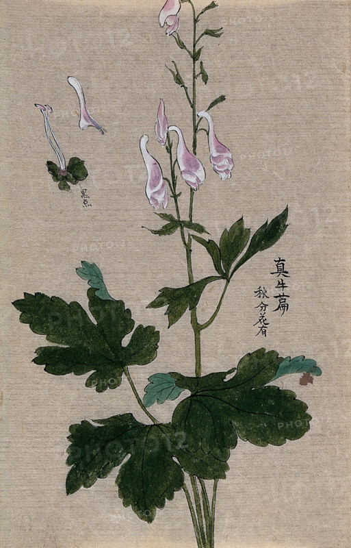 A plant, possibly a Corydalis species: flowering and fruiting stem with floral segments. Creator: Unknown.