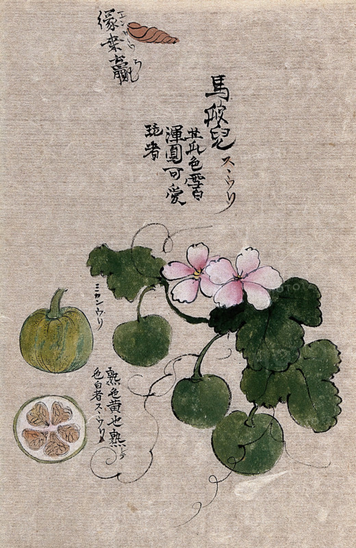 A plant, possibly a melon (Cucumis melo): flowering and fruiting stem with segments of the fruit. Creator: Unknown.